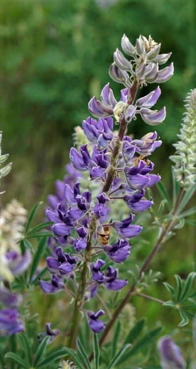Lupinus albicaulis (Sicklekeel lupine) 4